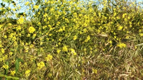 Wild mustard beach Stock-Footage 2153881