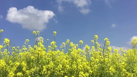 Wild mustard flowers field Vídeos de archivo 82139275