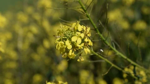 Wild mustard Stock Footage 123958096