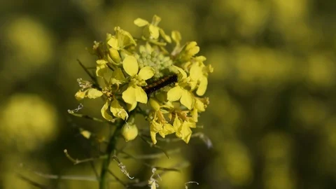 Wild mustard Stock Footage 123958127
