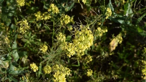 Wild mustard Stock Footage 123958136