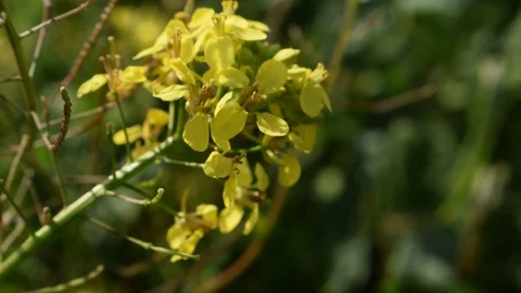 Wild mustard Stock Footage 123958358
