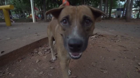 Wild Mutt Dog Walking on the Streets Slow Motion Stock Footage 79161306