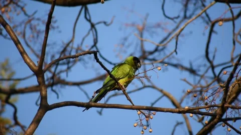 Wild nanday parakeet (Aratinga nenday) feeding in a tree Stock Footage 218979262