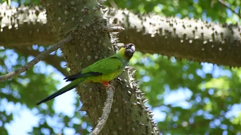 Wild nanday parakeet (Aratinga nenday) perching and flying off Stock Footage 223755424