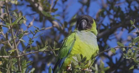 Wild Nanday Parakeet sits on a tree branch preening in Florida Video stock 255096410