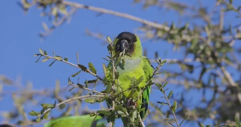Wild Nanday Parakeet sits on a tree branch eating leaves in Florida Video stock 255096528