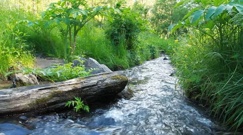 Wild Narrow River In Forest Stock Footage 40312578