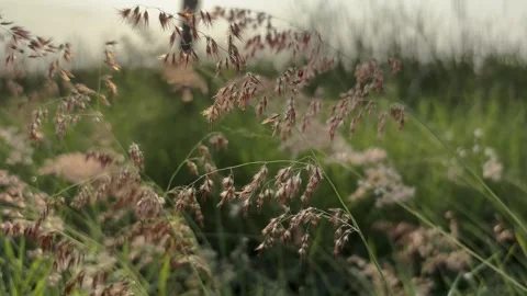 Wild Natal Grass Seed Heads Glowing In Morning Light Видео 337414416