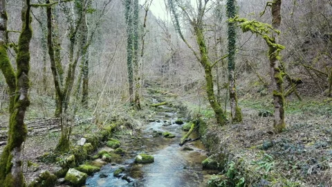 Wild natural mountain river flow on forest ecosystem,swiss alps environment Stock Footage 150337165
