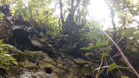 Wild nature on the edge of the cliff Stock Footage 328847258
