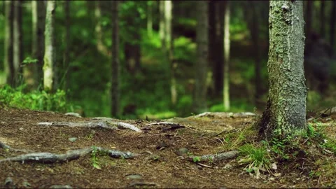 Wild nature Stock Footage 136359717