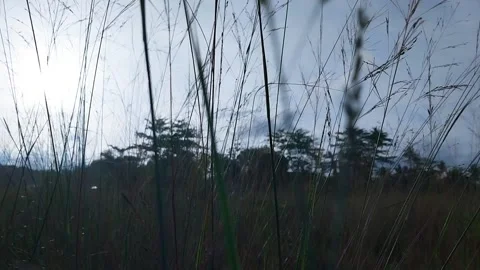 Wild nature Stock Footage 195056317