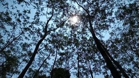 Wild nature Stock Footage 235885435