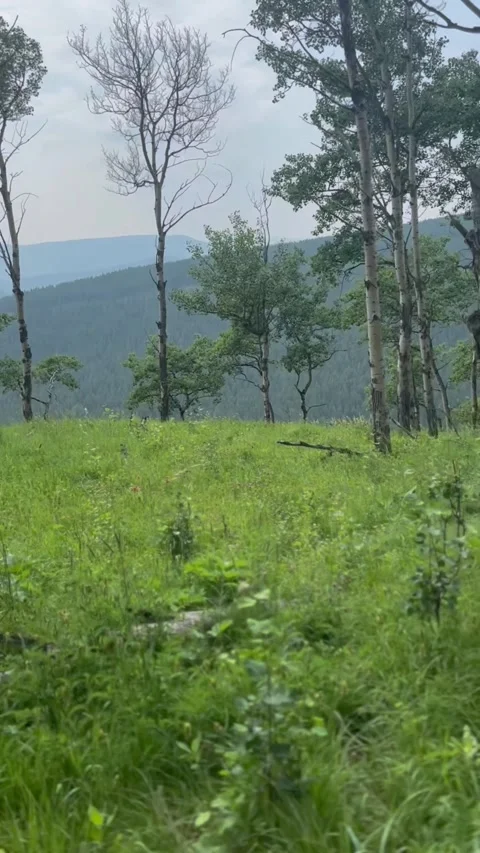 Wild nature Stock Footage 296644624