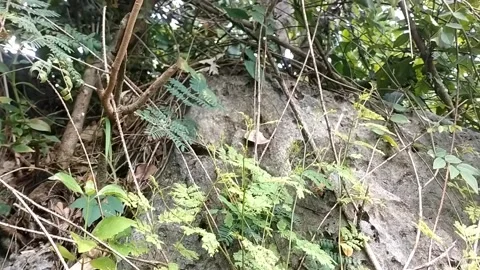 Wild nature 動画素材 328651749