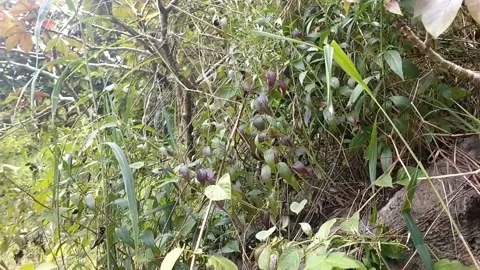 Wild nature Stock Footage 328652118