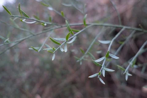 Wild nature grows. Stock Photos