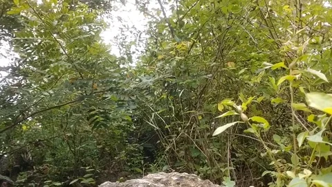 Wild nature of large rocks surrounded by green plants Stock Footage 327627581
