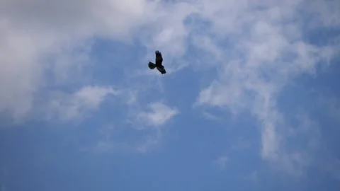 Wild Nature: Lone Hawk Gliding on Air Currents, Majestic Harrier Soaring Through Stock Footage 310620385