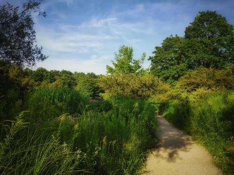 Wild Nature Path Under Greenery and Blue Sky 库存照片