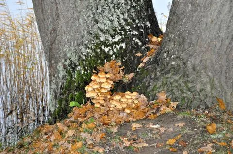 Wild nature Stock Photos