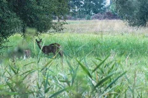 Wild nature Stock Photos