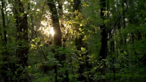 Wild nature Stock Photos