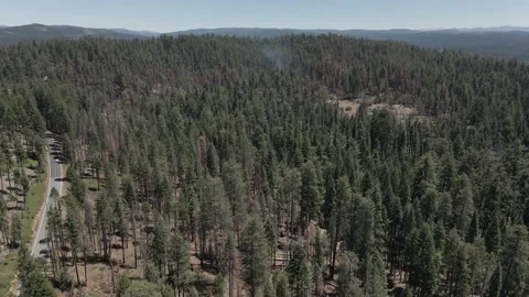 Wild Nature Sequoia Trees Stock Footage 142816202