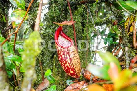 Wild Nepenthes, Tropical pitcher plants, red monkey cups Stock Photos