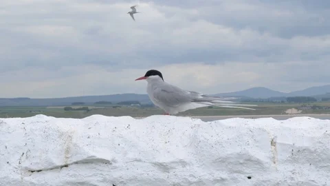 Wild nesting arctic terns on the Farne Islands, Northumberland, UK during spr Stock Footage 112831946