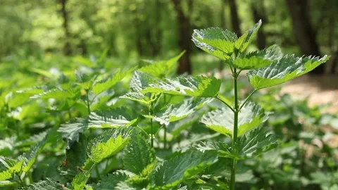 Wild nettle in the park in spring. Stock Footage 196625376