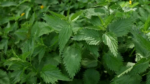 Wild nettle in the park in summer. Stock Footage 199933960
