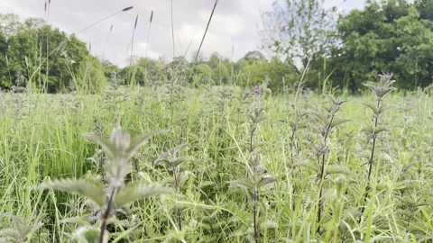 Wild nettle plants blowing in wind 4K Stockbeeldmateriaal 335541745