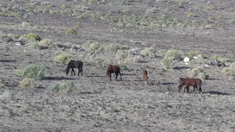 Wild Nevada  Horses with Foals Nevada virginia range October 2020 Stock Footage 142158341