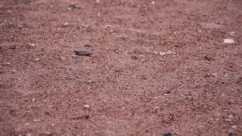 A wild, newly hatched loggerhead sea turtle going across the sand. Vídeo Stock 76107830