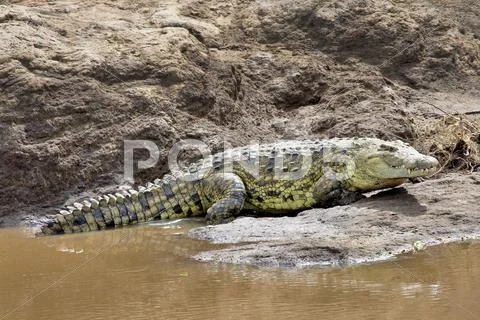A wild Nile Crocodile basks on the banks of the Mara River in Kenya. Stock-Fotos