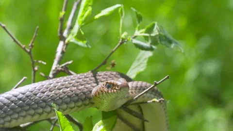 Wild non-venomous coluber snake balancing on a bush, looking directly forwar Stock Footage 335107332