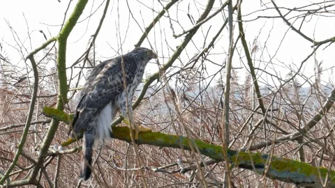 Wild Northern goshawk on a branch. Accipiter gentilis. Bird of prey Stock Footage