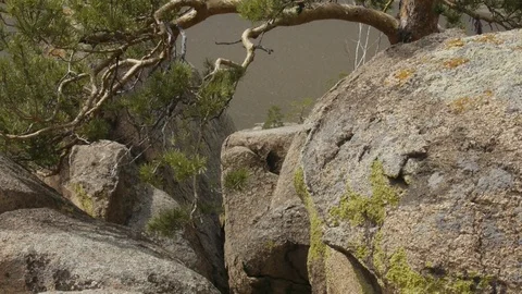 Wild Northern pine Stock Footage 103438655