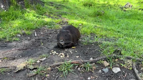 Wild nutria feed on the ground in green grass Stock Footage 337434273
