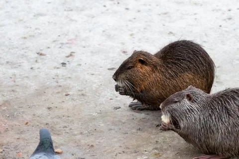 Wild nutria on ice eat bread with appetite. Stock Photos