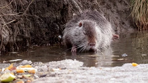 Wild nutria in the river in winter.Nutria looking for food in the water.Nutria i Stock Footage 329106311