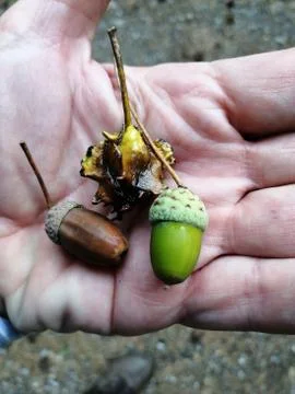 Wild  NUTS  from forest Foto stock