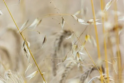 Wild oat Stock Photos