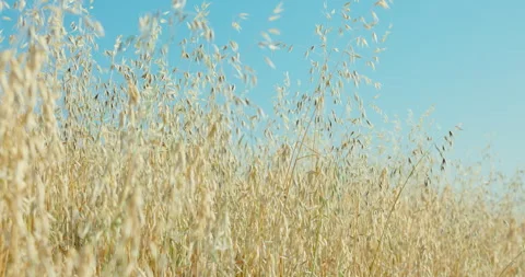 Wild oat seed heads drooping and swaying against a vast clear blue sky, 8K Stock Footage 339239503