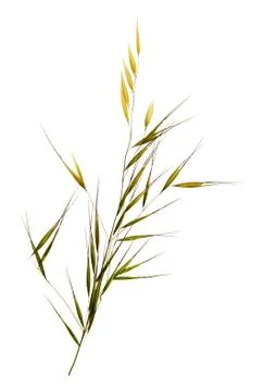 Wild oat stalk. Stock Photos