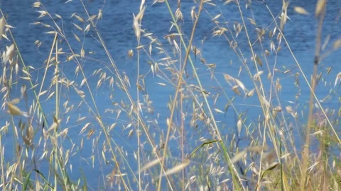 Wild oats dance gracefully in the wind with a lake background 库存影片 308157459