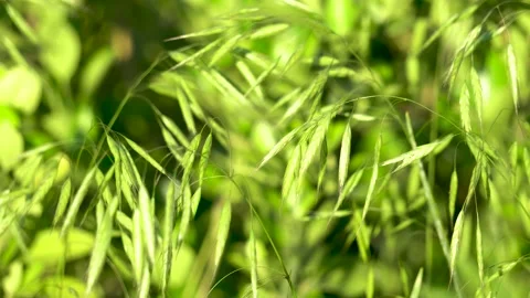 Wild oats in the field Stock Footage 156773949