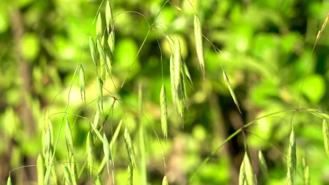 Wild oats in the field Stock Footage 156773950